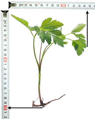 Design and operation of a Peucedani Radix weeding device based on YOLOV5 and a parallel manipulator